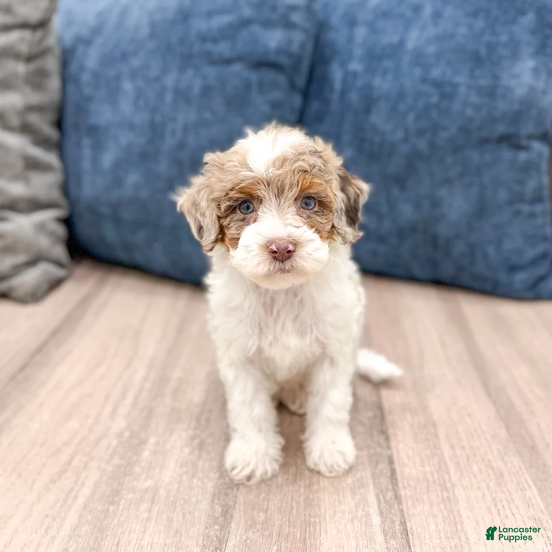 Miniature Poodle dogs for sale: Muffin - Ad 1