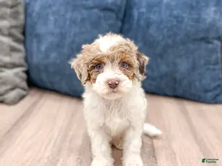 Miniature Poodle dogs for sale: Muffin - Ad 1