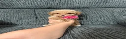 Toy Poodle dogs for sale: Toy Poodle 1 - Ad 6