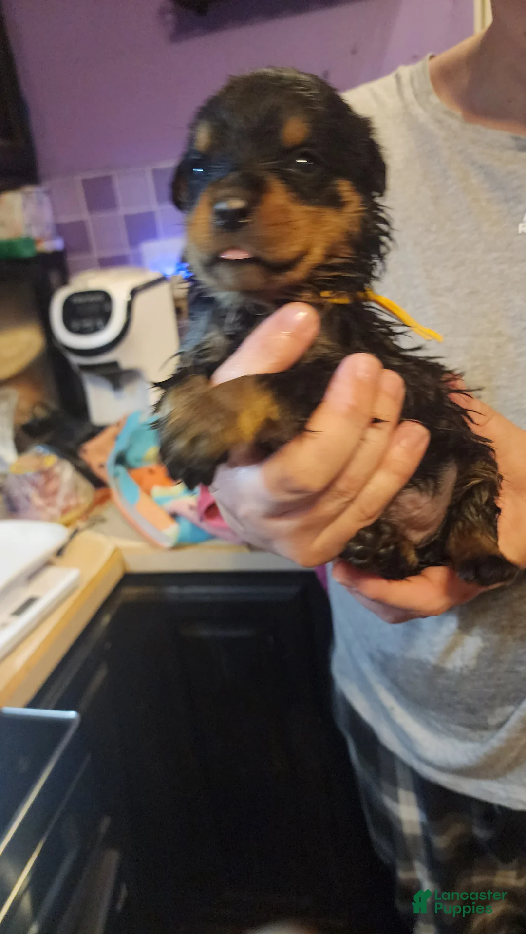 Rottweiler dogs for sale: Rottweiler Puppy 1 - Ad 1