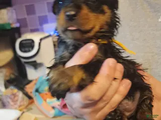 Rottweiler dogs Rottweiler Puppy 1 - Ad 26