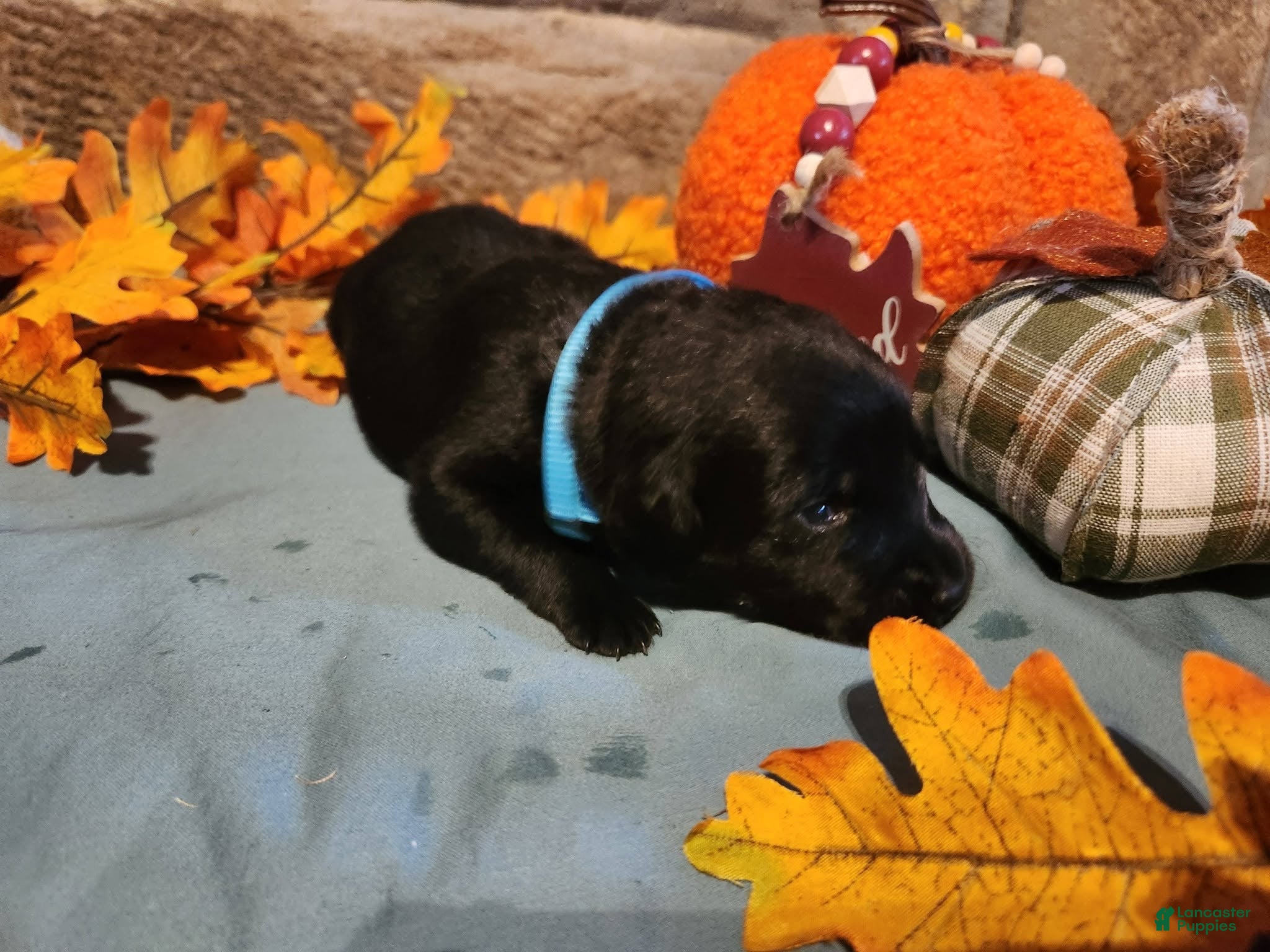 Labrador Retriever dogs Aunt B/Light blue collar/ Black Female - Ad 39