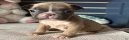 French Bulldog dogs for sale: Alex - Ad 12