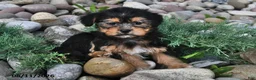 Shorkie dogs for sale: Sadie - Ad 5