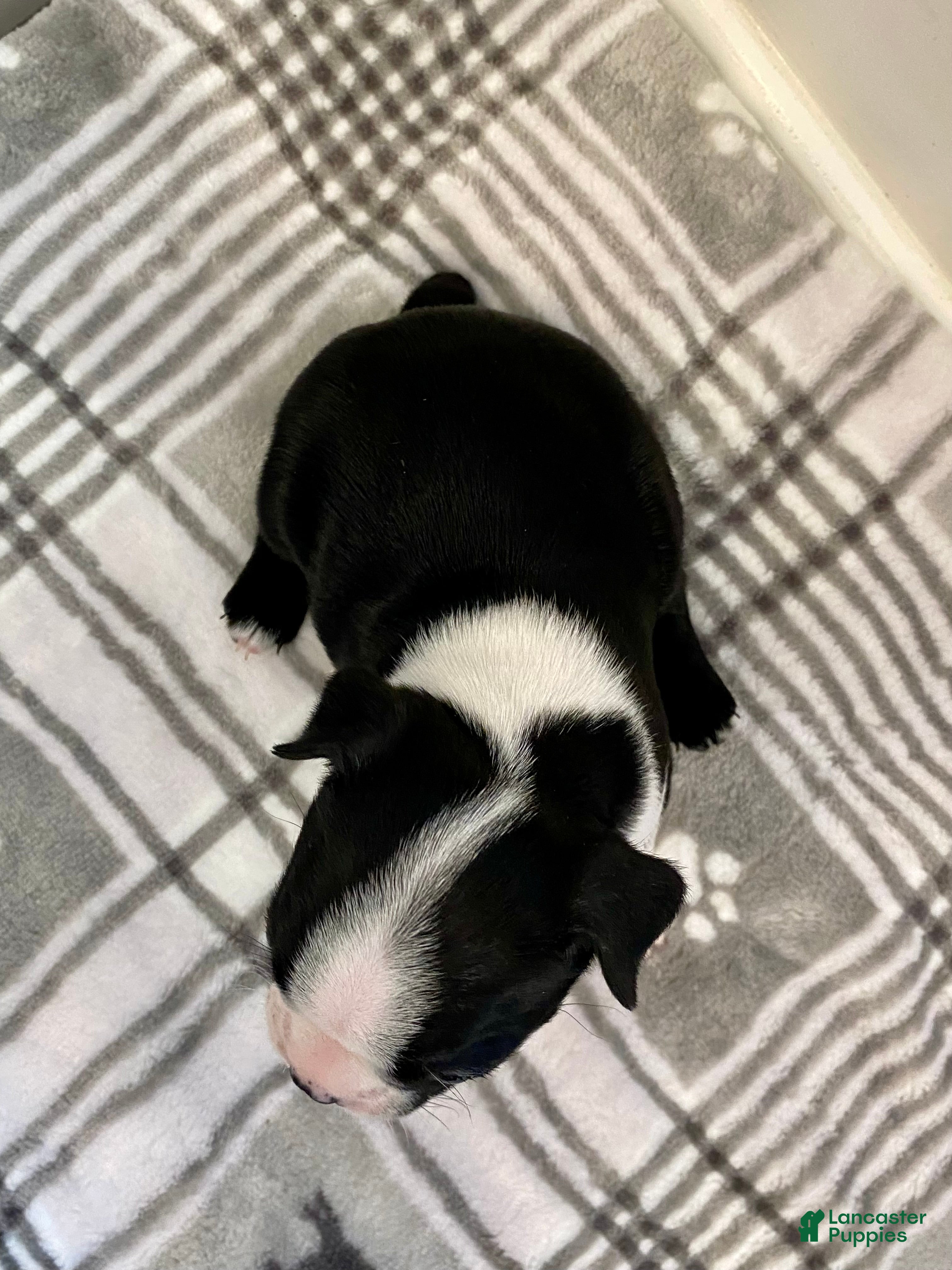 Boston Terrier dogs Boston Terrier Female 1 Puppy - Ad 2