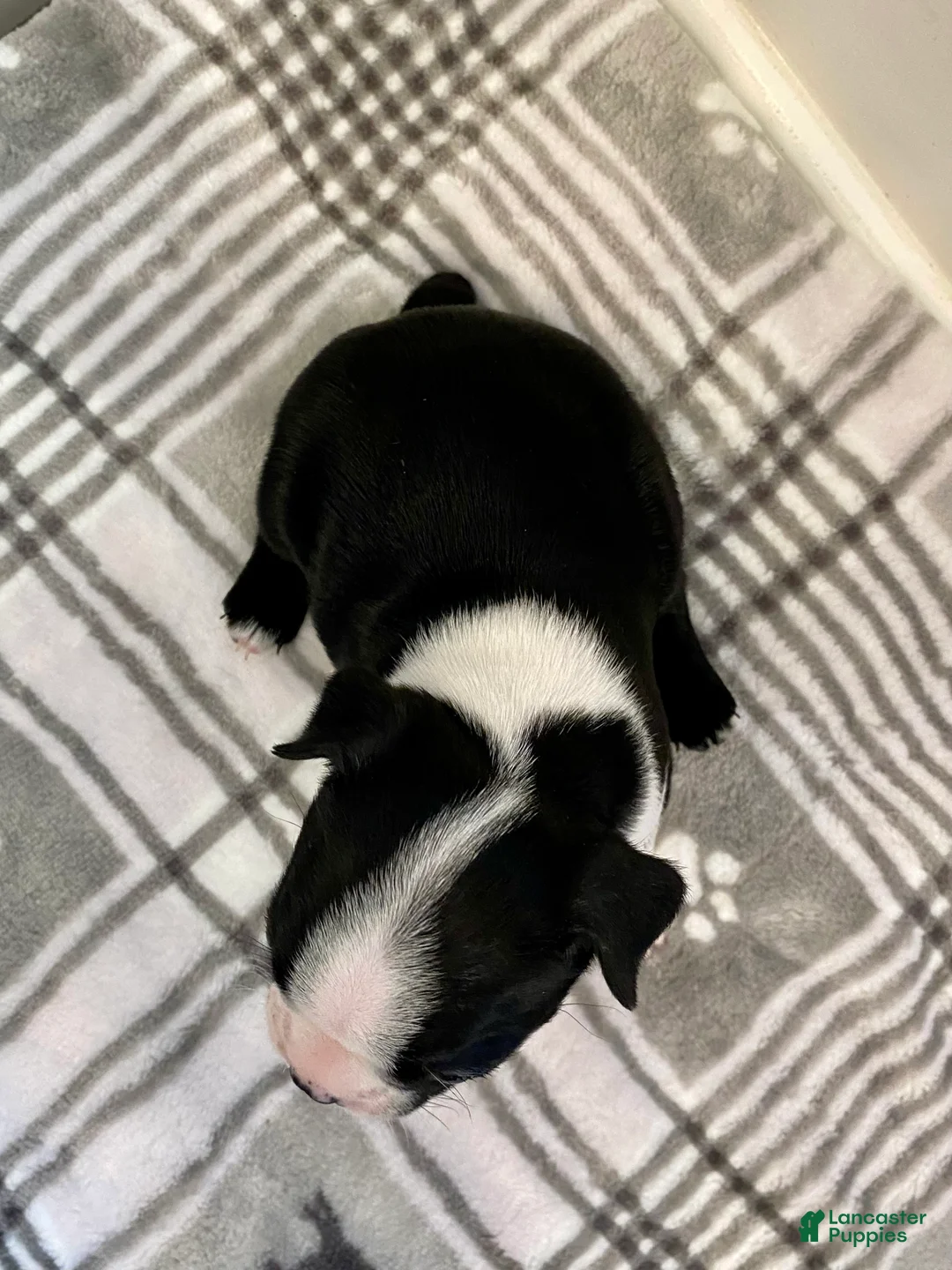 Boston Terrier dogs for sale: Boston Terrier Female 1 Puppy - Ad 2