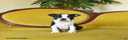 Boston Terrier dogs for sale: Prancer - Ad 9