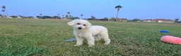 Maltipoo dogs for sale: Bubbles - Ad 3
