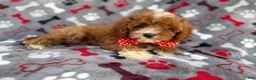 Cavapoo dogs for sale: Leo - Ad 8