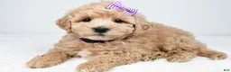 Mini Goldendoodle dogs for sale: Nancy - Ad 4