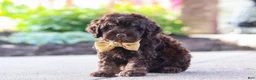 Cockapoo dogs for sale: Trevor - Ad 4
