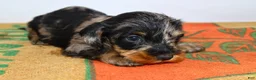 Miniature Dachshund dogs for sale: Two Face - Ad 2
