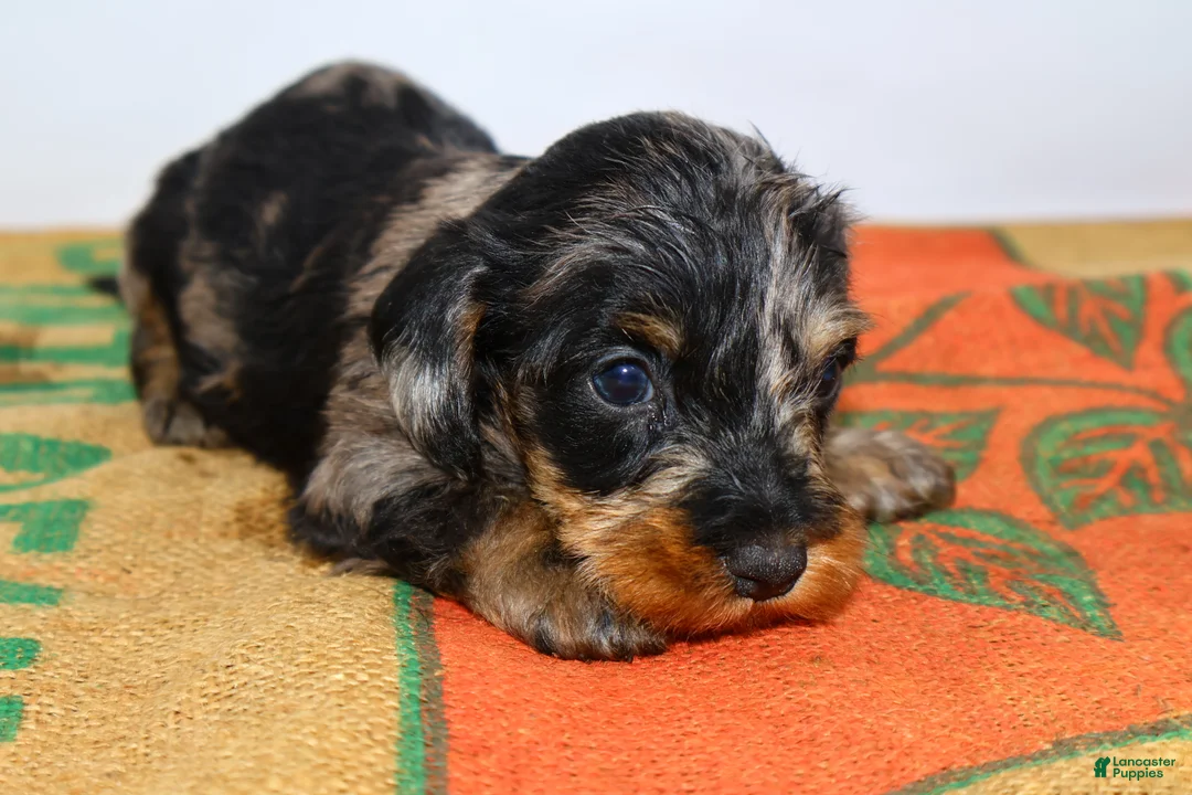 Miniature Dachshund dogs for sale: Two Face - Ad 2