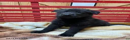 German Shepherd dogs for sale: Trooper - Ad 1