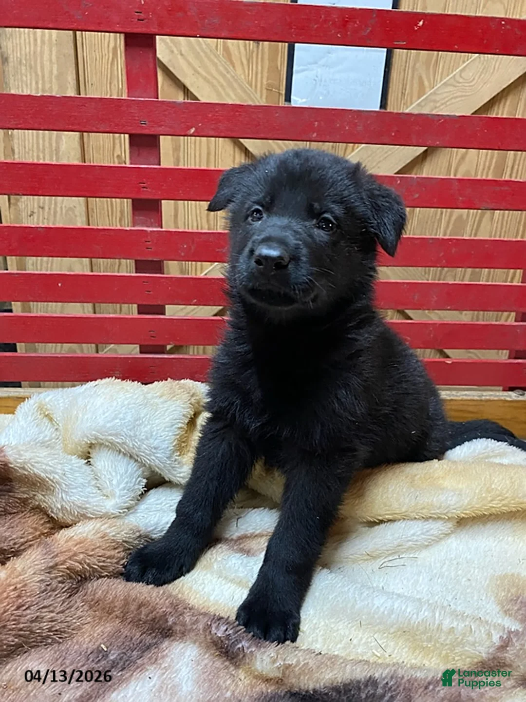 German Shepherd dogs for sale: Trooper - Ad 1