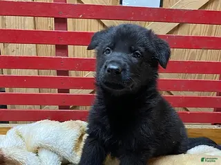 German Shepherd dogs for sale: Trooper - Ad 1