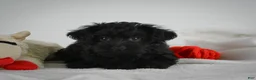 Yorkiepoo dogs for sale: Ace - Ad 5