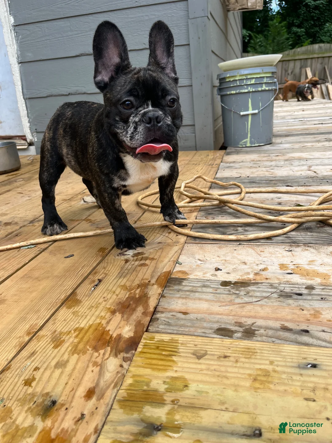 French Bulldog dogs for sale: French Bulldog 1 - Ad 1