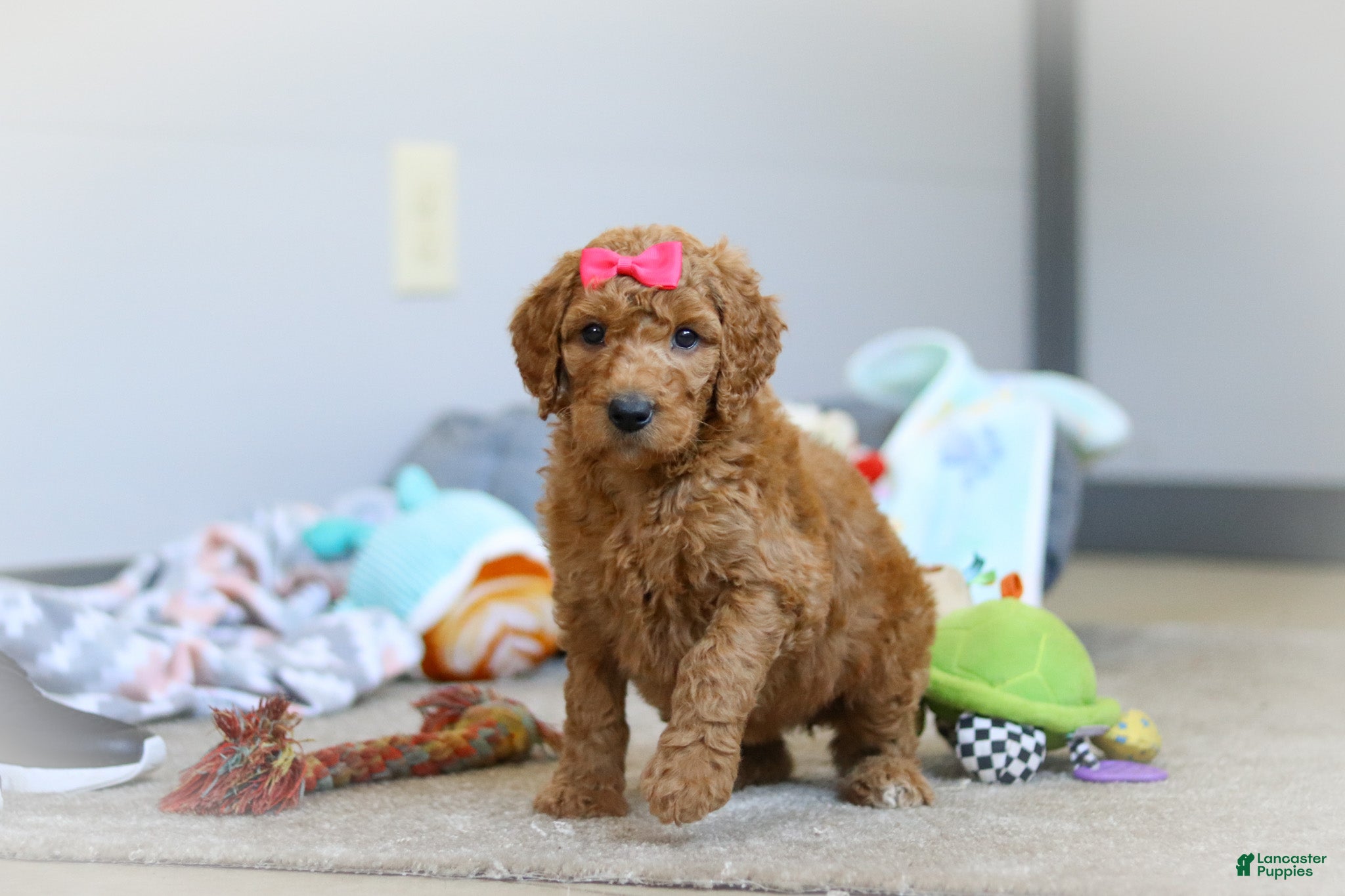 Standard Poodle dogs Millie AKC - Ad 1