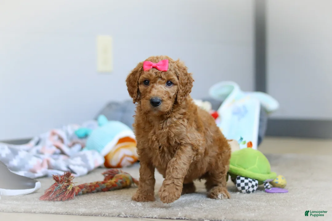 Standard Poodle dogs for sale: Millie AKC - Ad 1