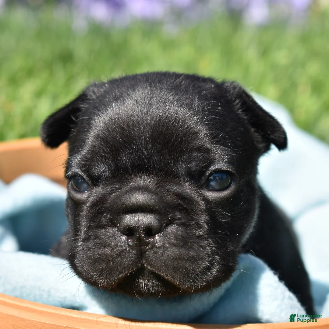French Bulldog dogs for sale: French Bulldog Puppy 1 - Ad 7