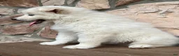 Pomsky dogs for sale: Surf - Ad 5