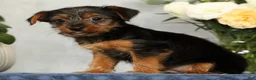 Yorkshire Terrier dogs for sale: Nolan - Ad 3