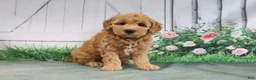 Mini Goldendoodle dogs for sale: Tesa - Ad 3