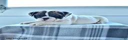 English Bulldog dogs for sale: Raven - Ad 4