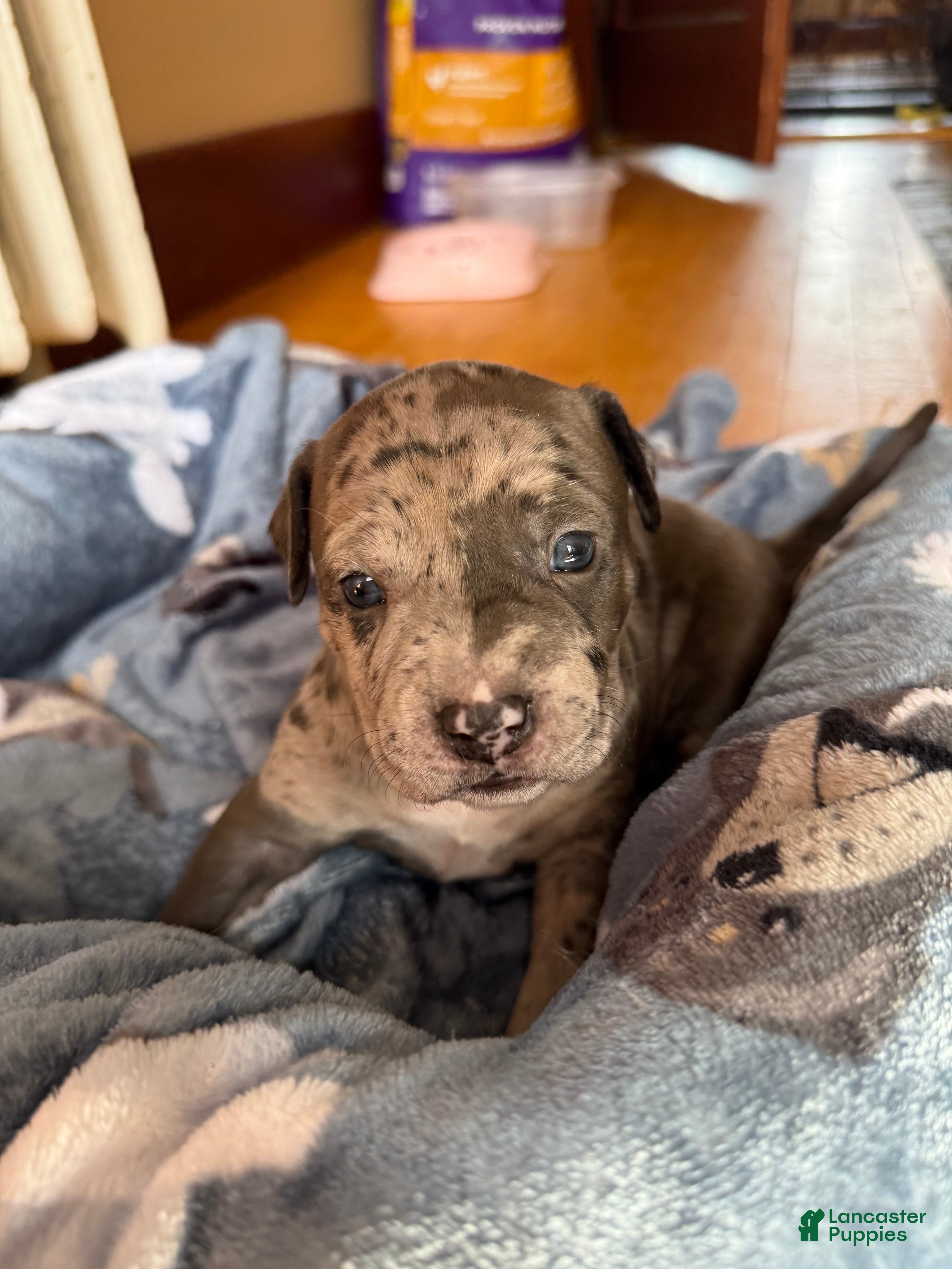 American Bully dogs Sandy(female) - Ad 40