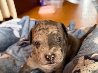 American Bully dogs Sandy - Ad 11