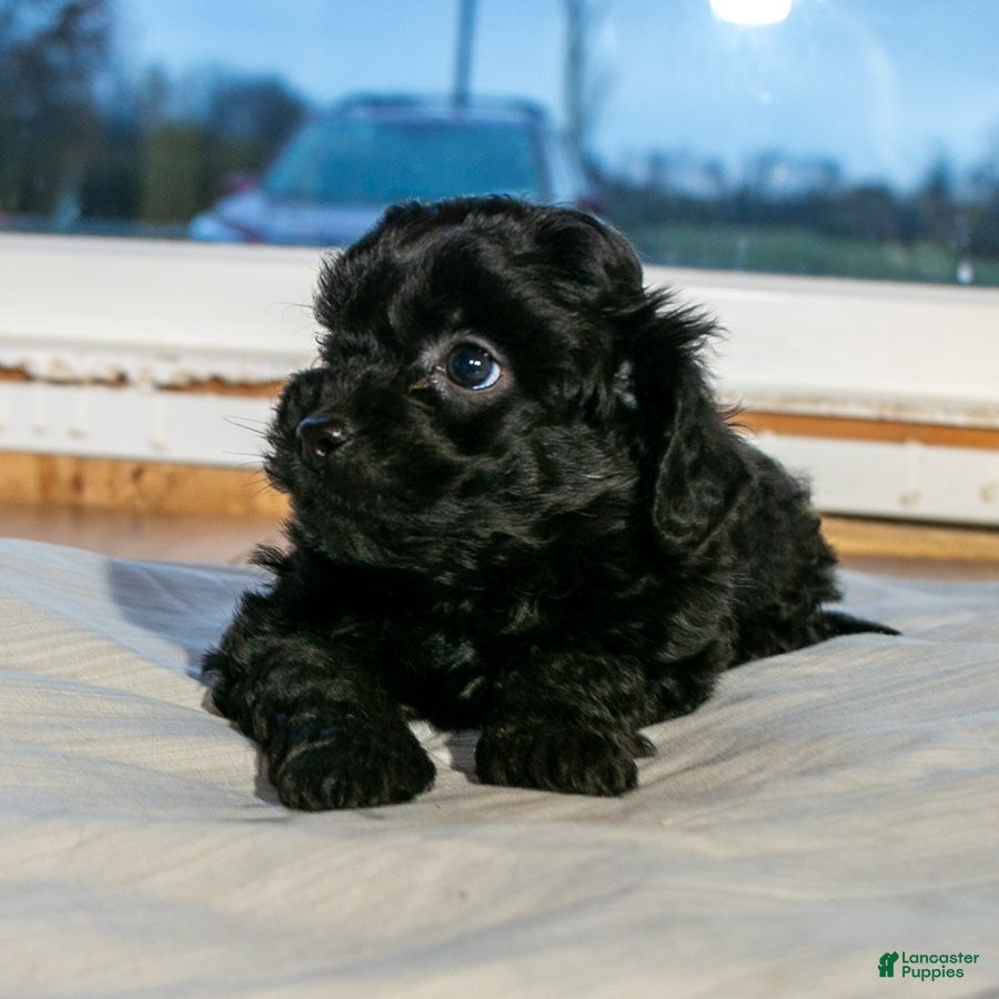 Mixed Breed dogs for sale: Davey male Shorkie Poo - Ad 2