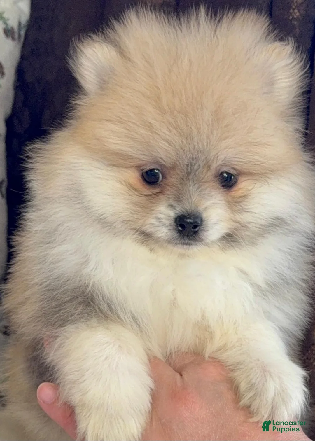Pomeranian dogs for sale: Pomeranian Puppy Lulu - Ad 1