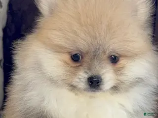 Pomeranian dogs Pomeranian Puppy Lulu - Ad 2