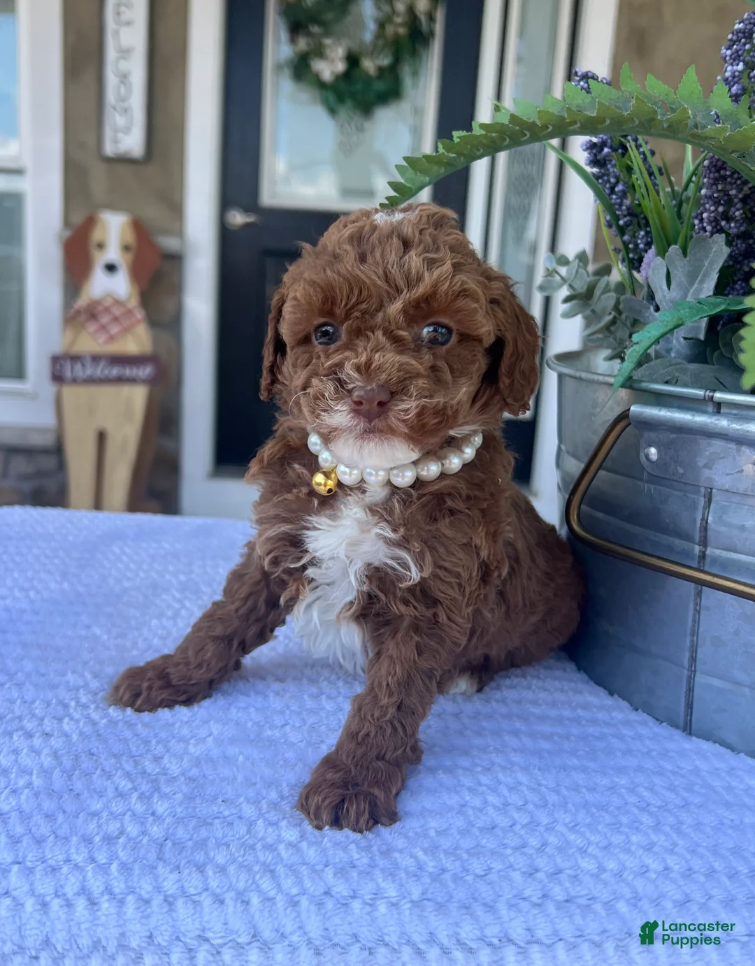 Mini Goldendoodle dogs for sale: Luna - Ad 1