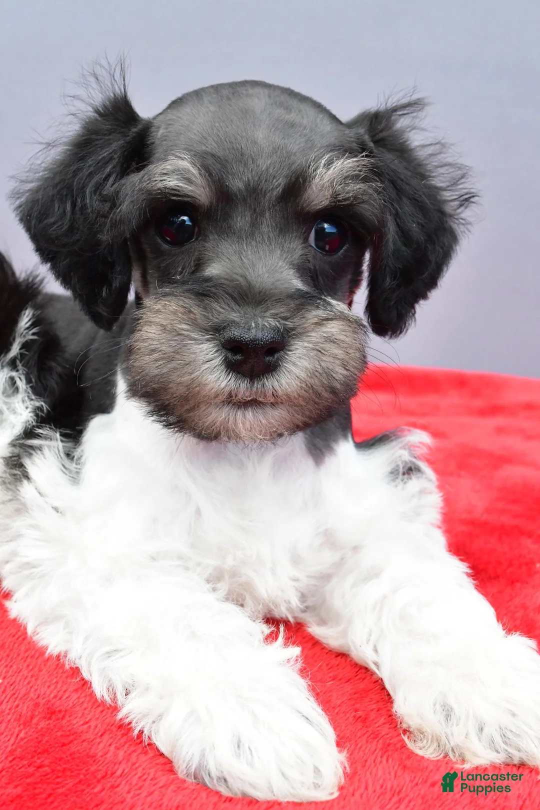 Schnoodle dogs for sale: Arlo - Ad 2