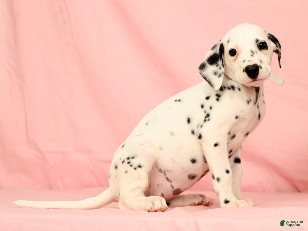 Dalmatian dogs Brittney - Ad 2