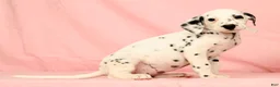 Dalmatian dogs for sale: Brittney - Ad 9