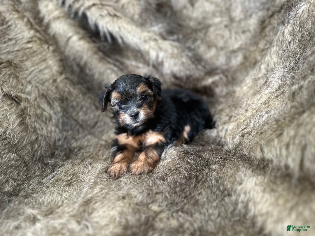Shorkie dogs for sale: Kenady - Ad 8