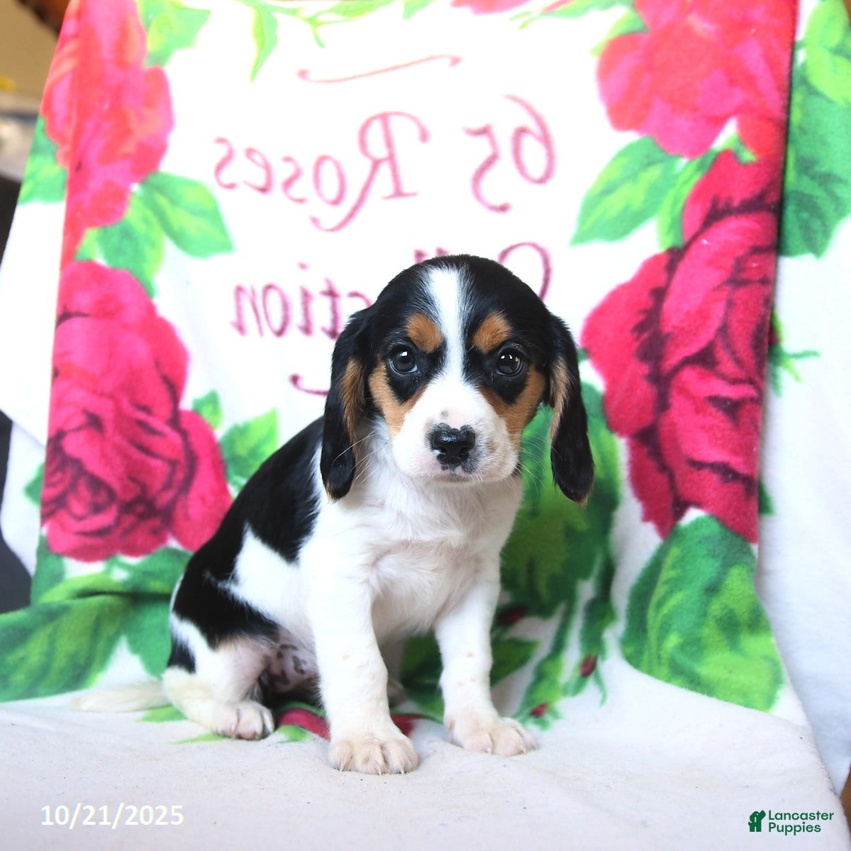 Beaglier dogs Felicity - Ad 1