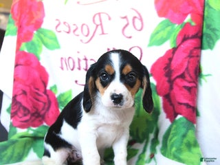 Beaglier dogs Felicity - Ad 16