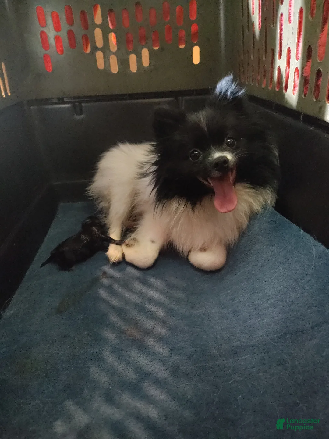 Pomeranian dogs for sale: Pomeranian Puppy 1 - Ad 2