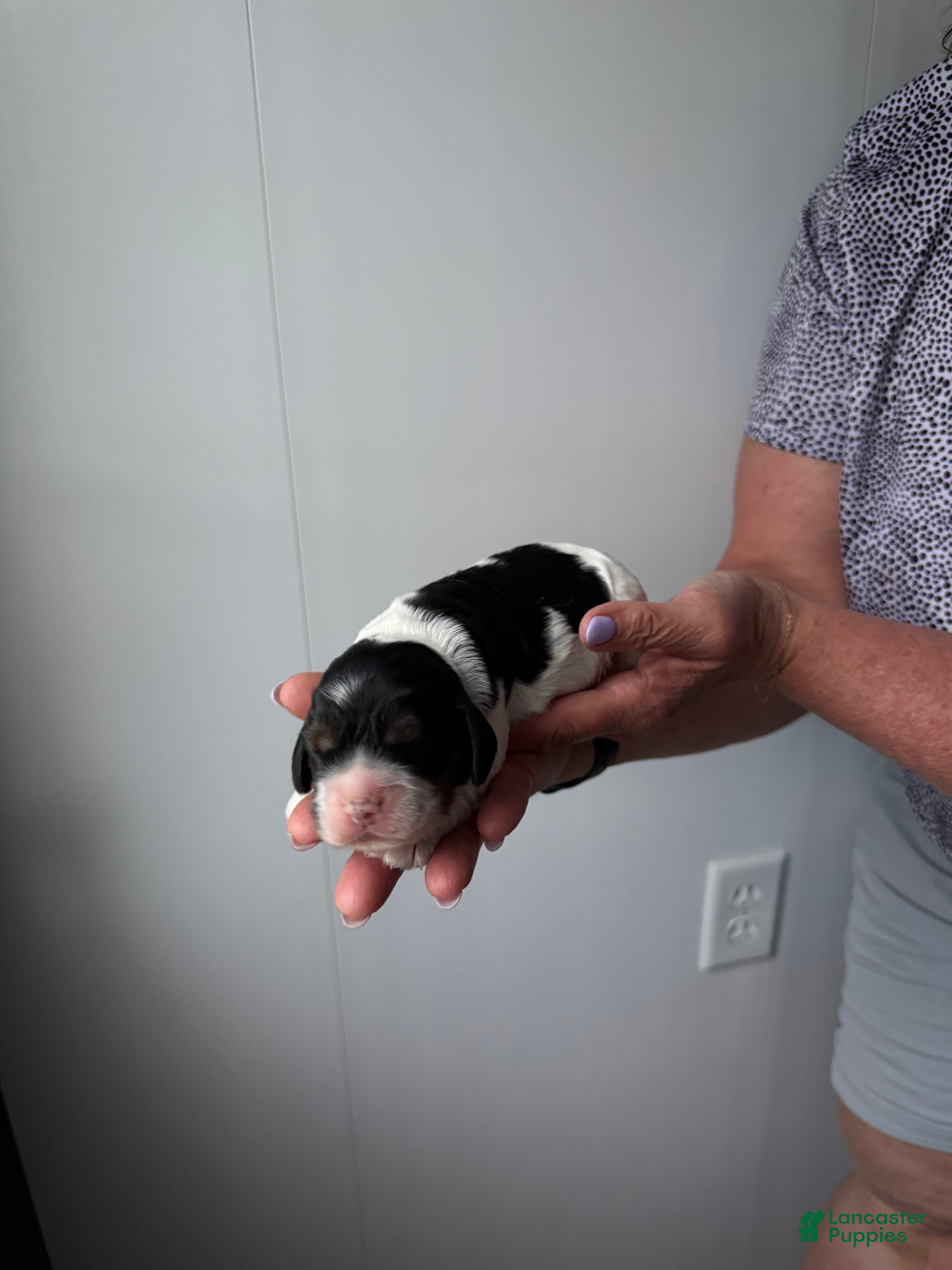 Cocker Spaniel dogs Emmett - Ad 2