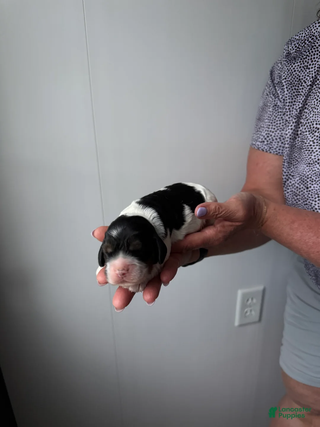 Cocker Spaniel dogs for sale: Emmett - Ad 2