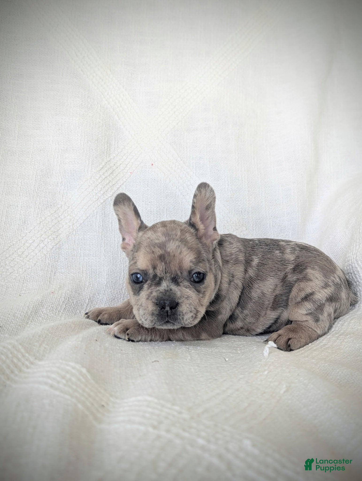 French Bulldog dogs Blitz  - Ad 18