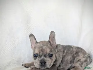 French Bulldog dogs Blitz - Ad 18