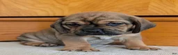 Puggle dogs for sale: Chase  - Ad 6