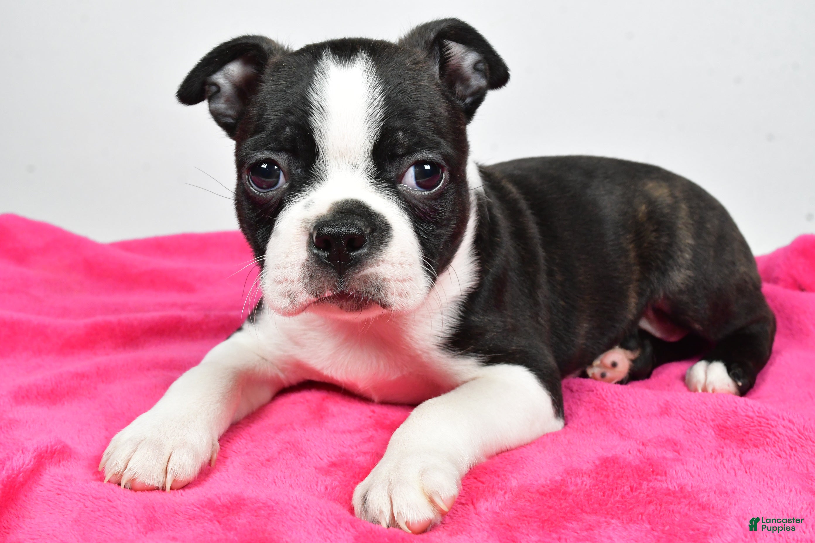 Boston Terrier dogs Lucy - Ad 28