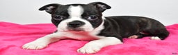 Boston Terrier dogs for sale: Lucy - Ad 5