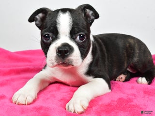 Boston Terrier dogs Lucy - Ad 28